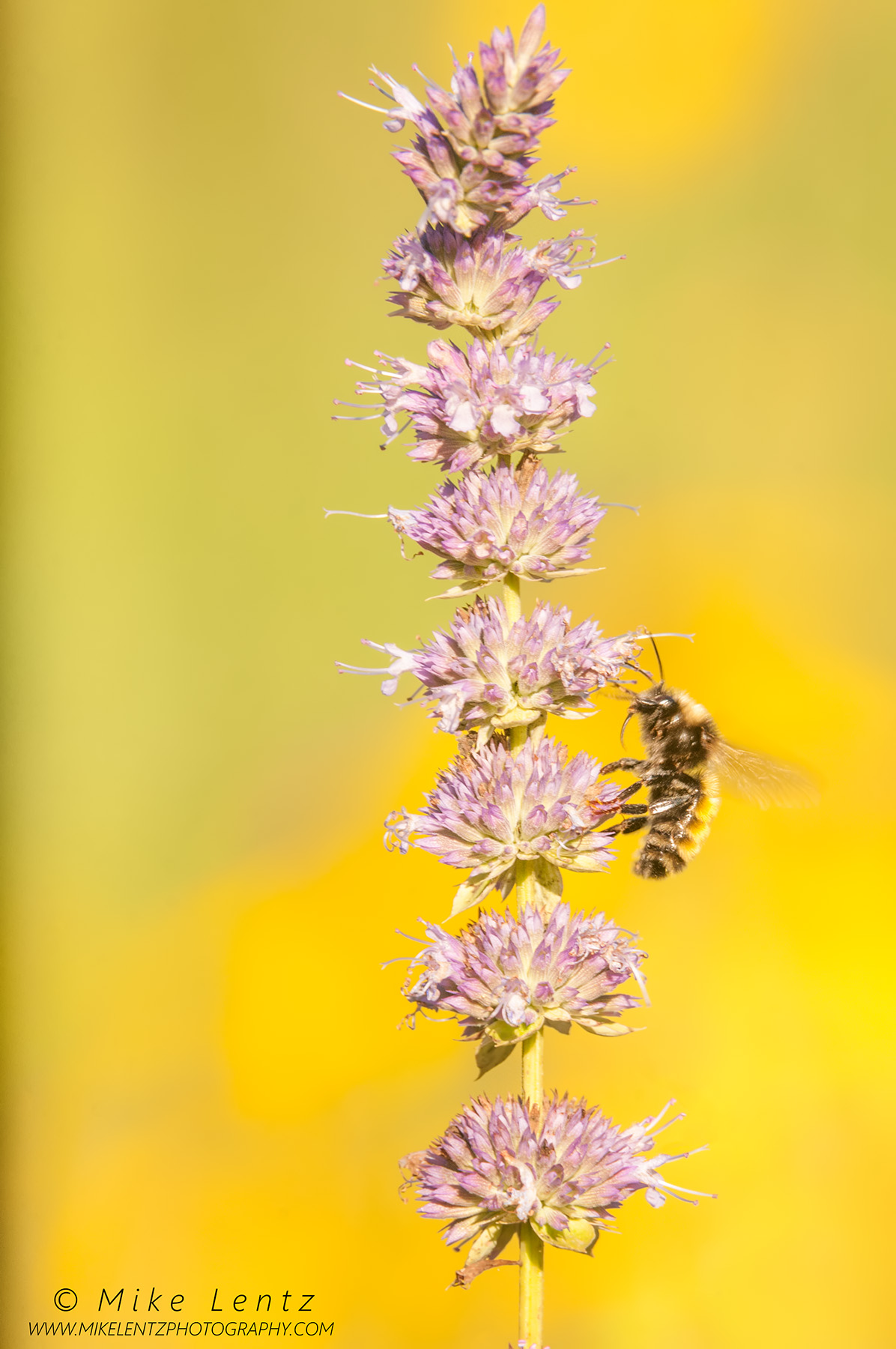 Purple tower against yellow with bee