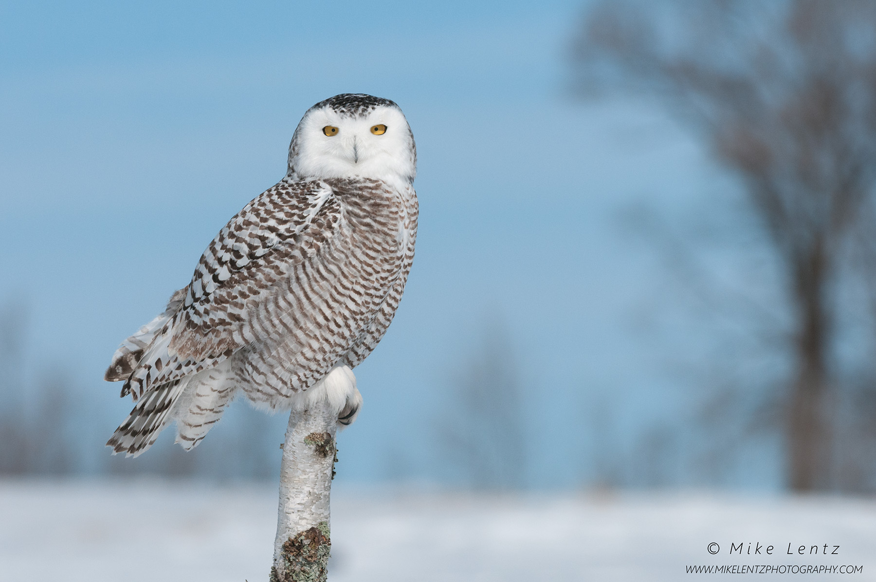 Snowy owl stoic