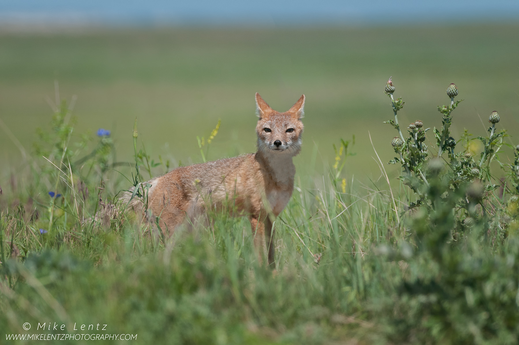 Swift Fox in a big prairie