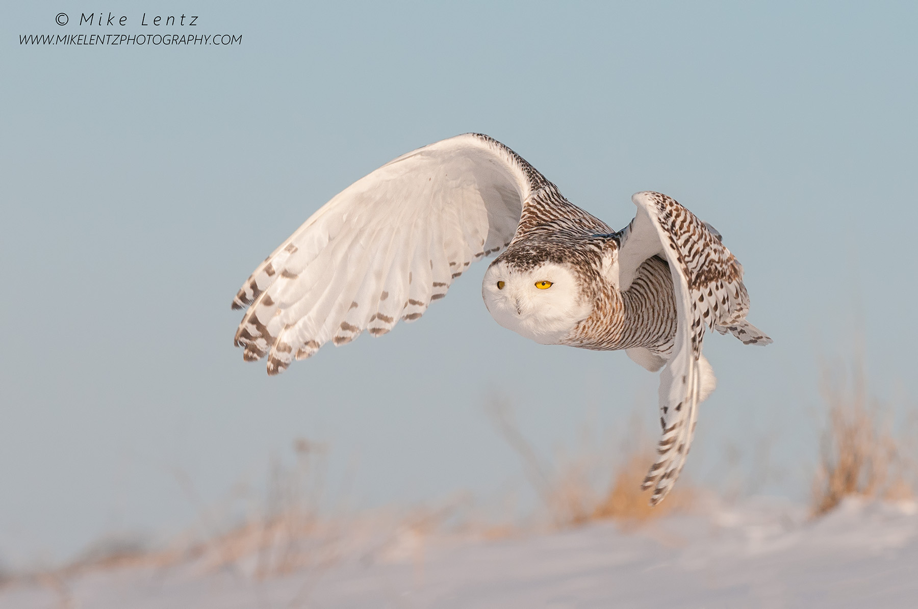 Snowy Owl glides down hillside