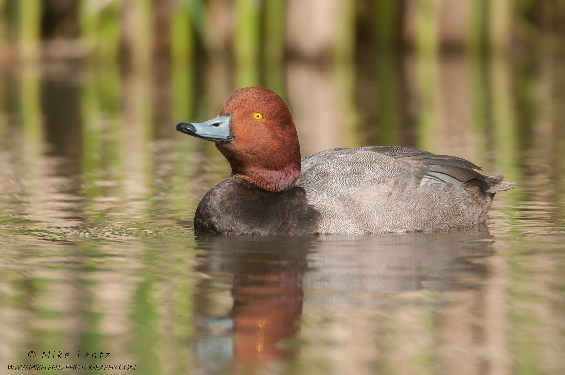 Redhead duck head pop