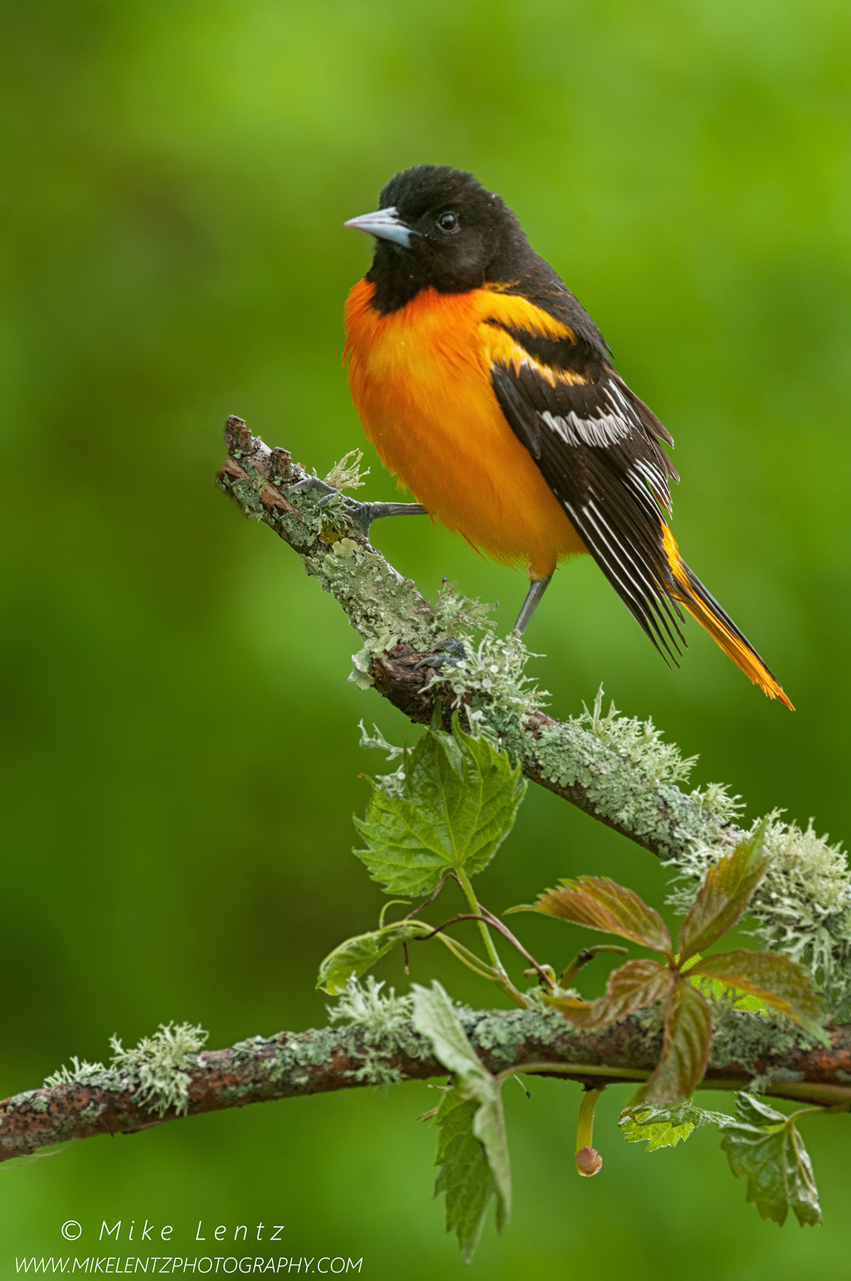 Baltimore Oriole posed on nice perch