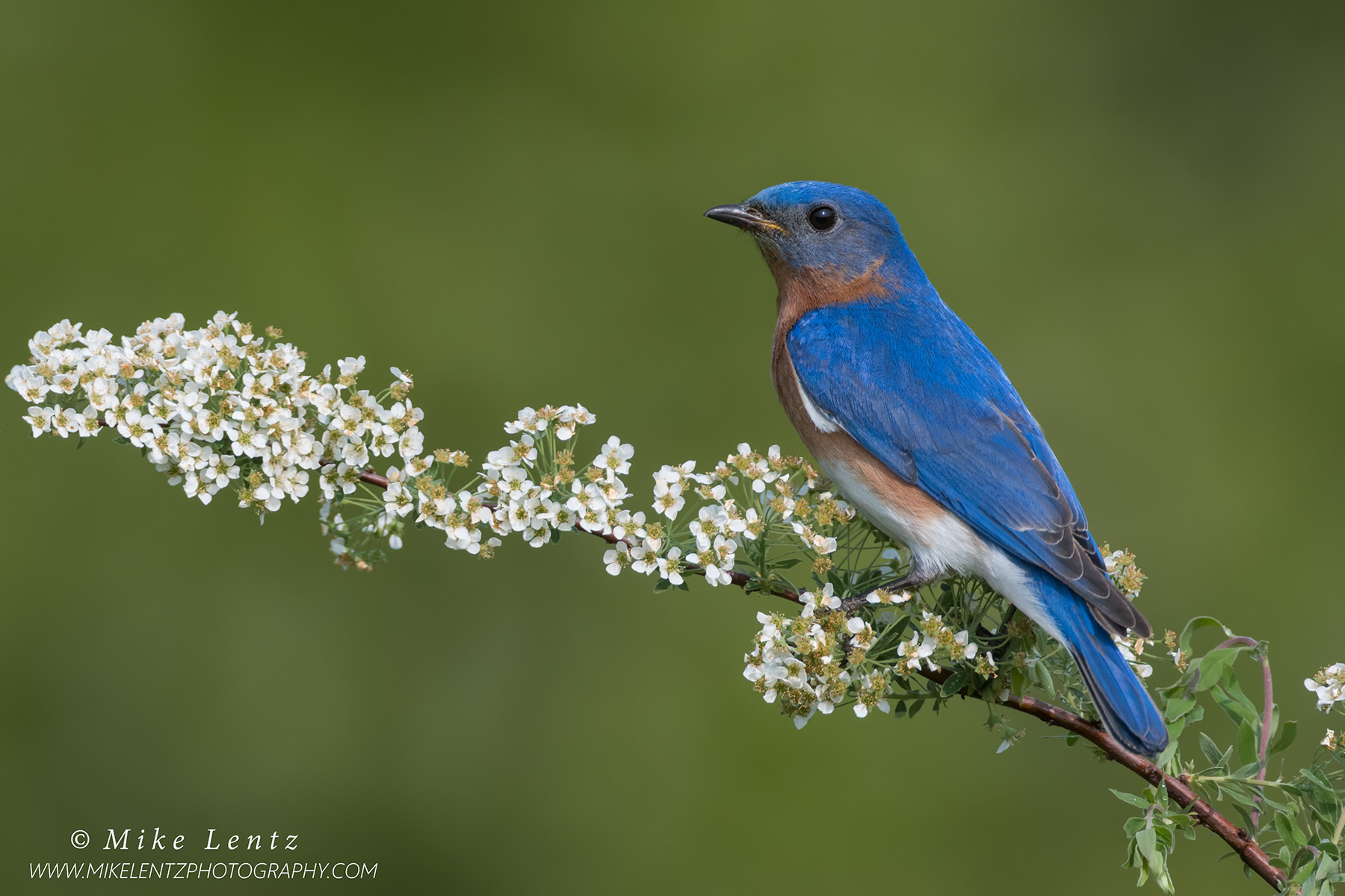 Bluebird on Spirea