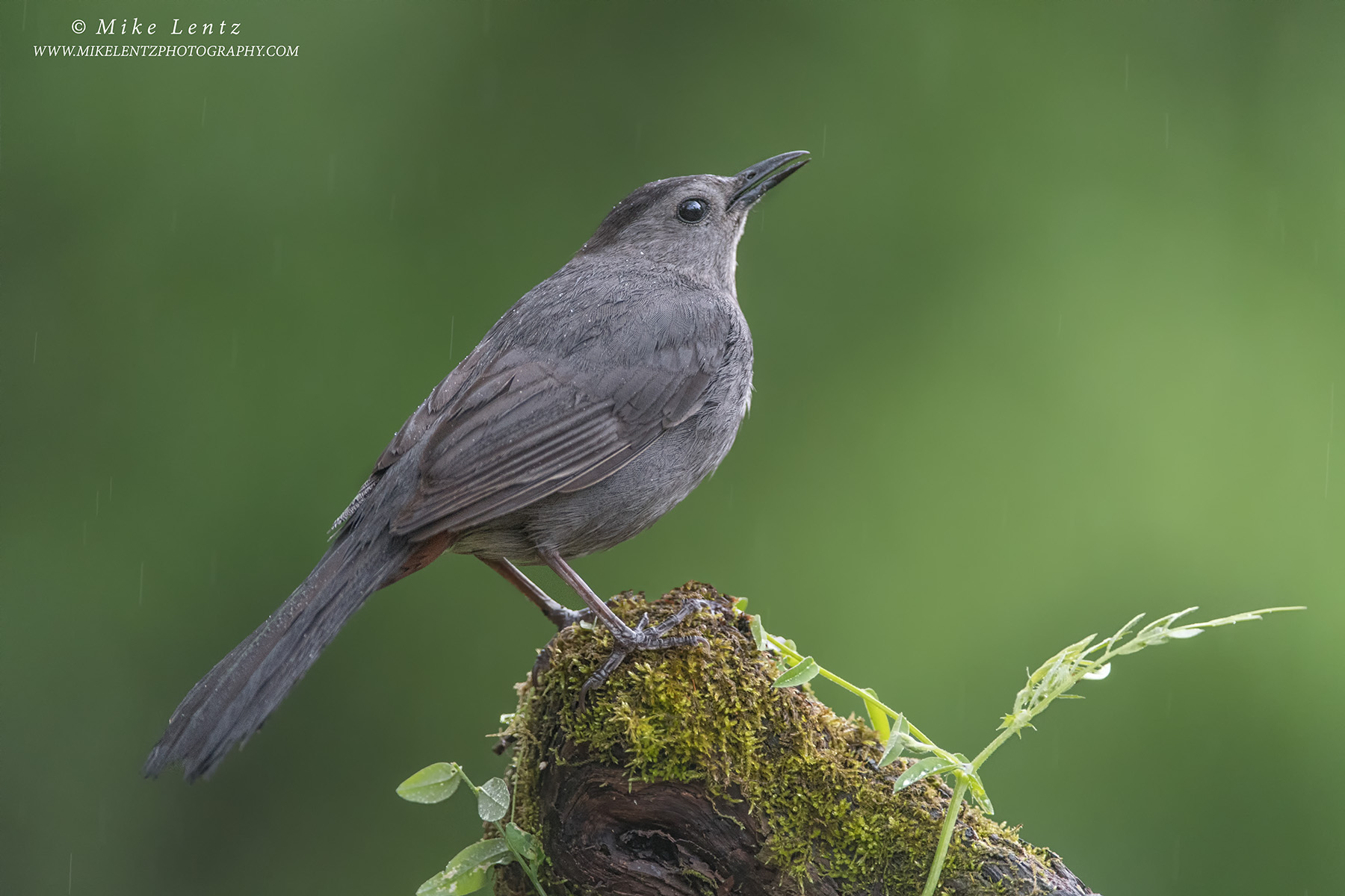 Gray Catbird on moss in rainfall