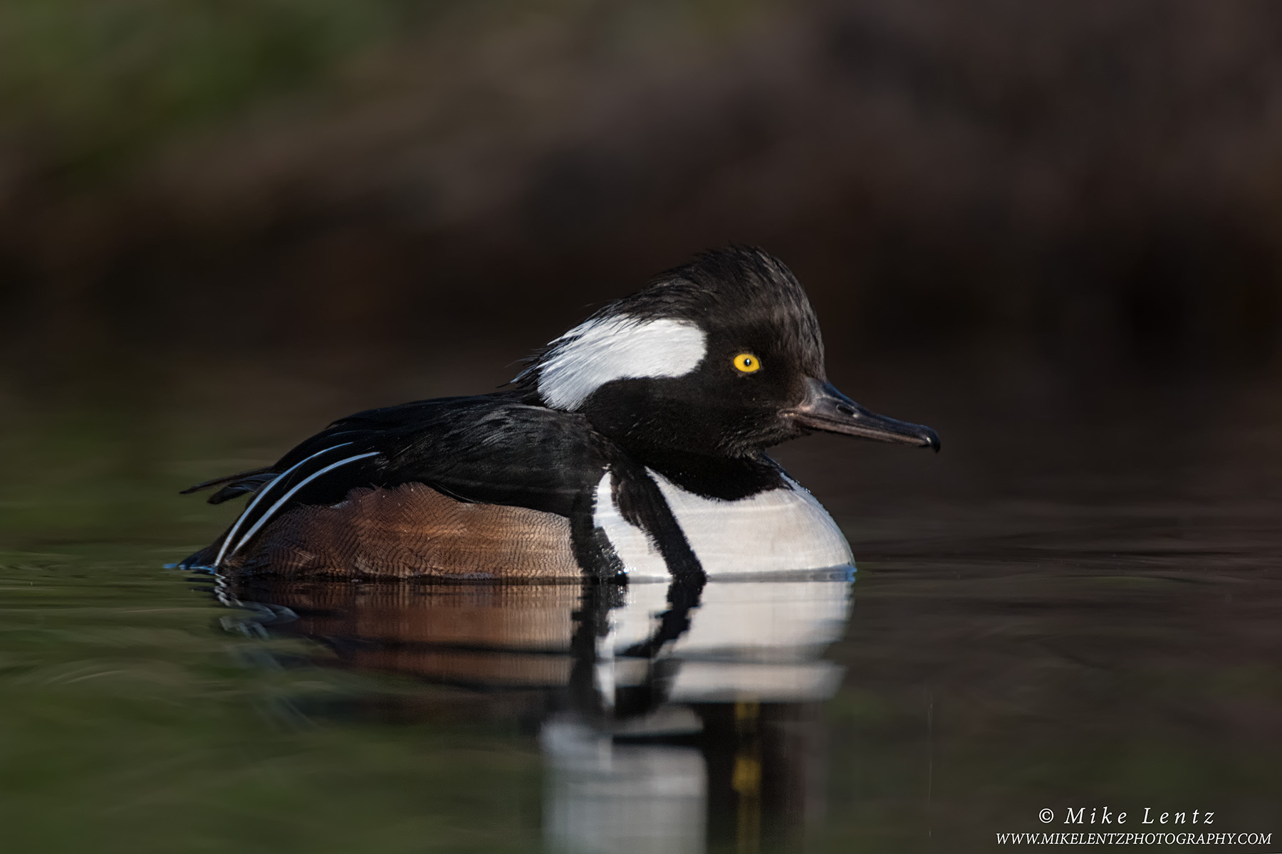 Hooded Merganser in the shadows