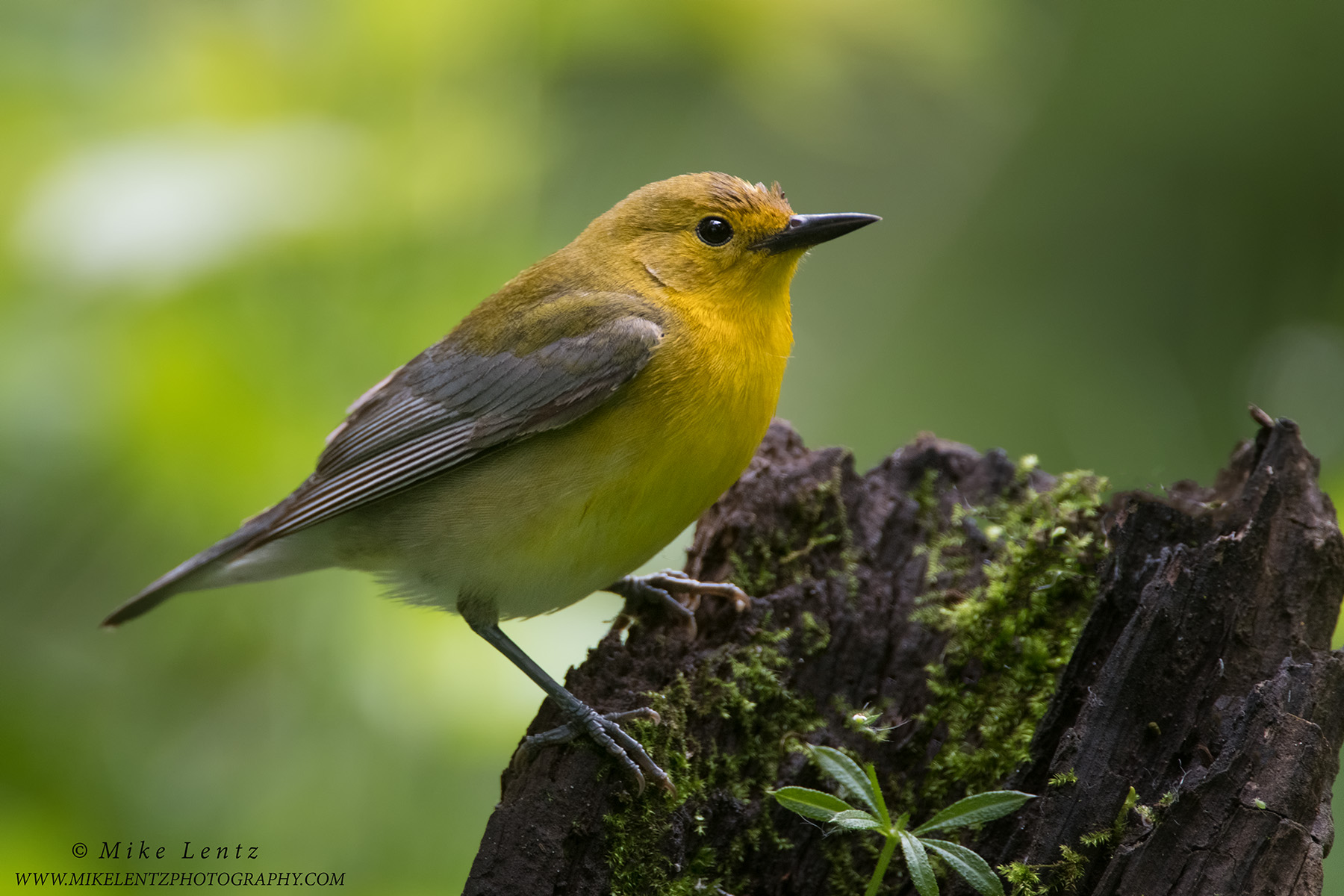 Prothonotary warbler (female) on log