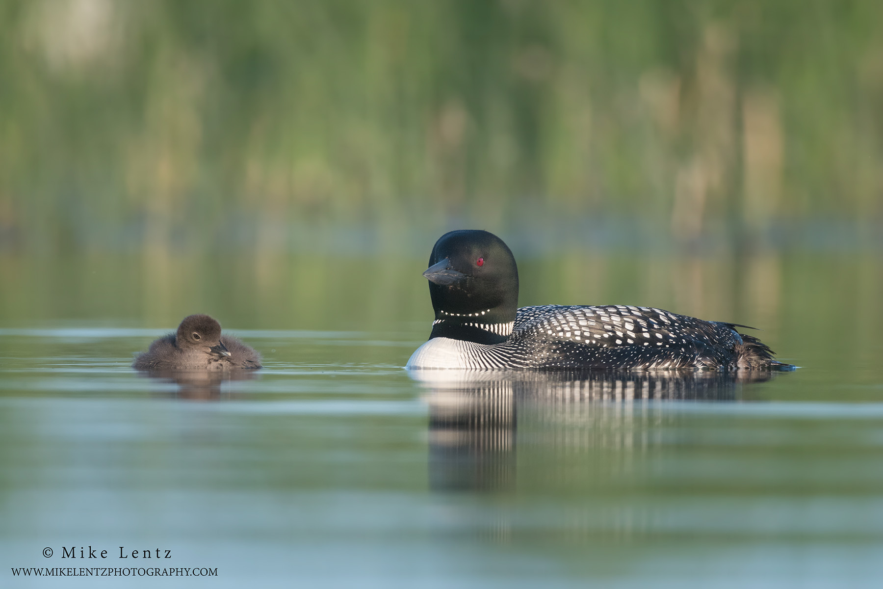 Loon parenting on calm waters