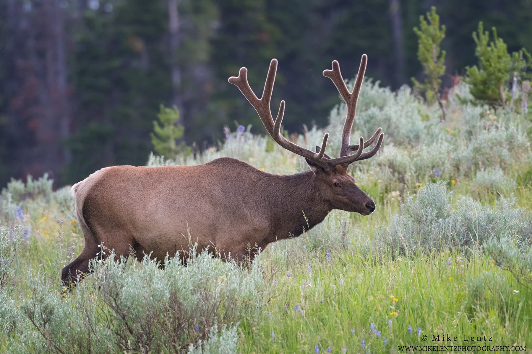 Elk Bull goes up side of hill