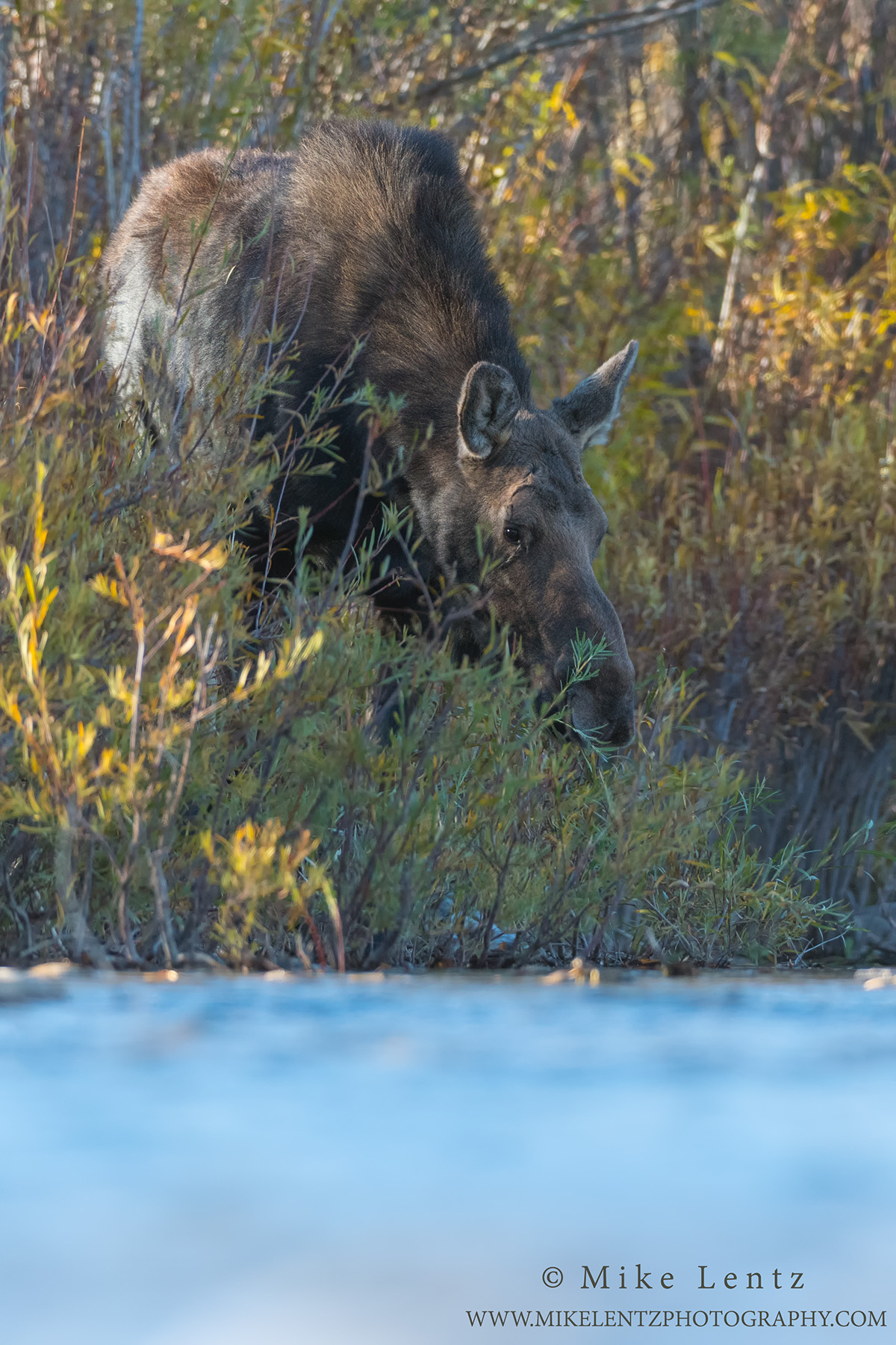 Moose Cow eye level in river