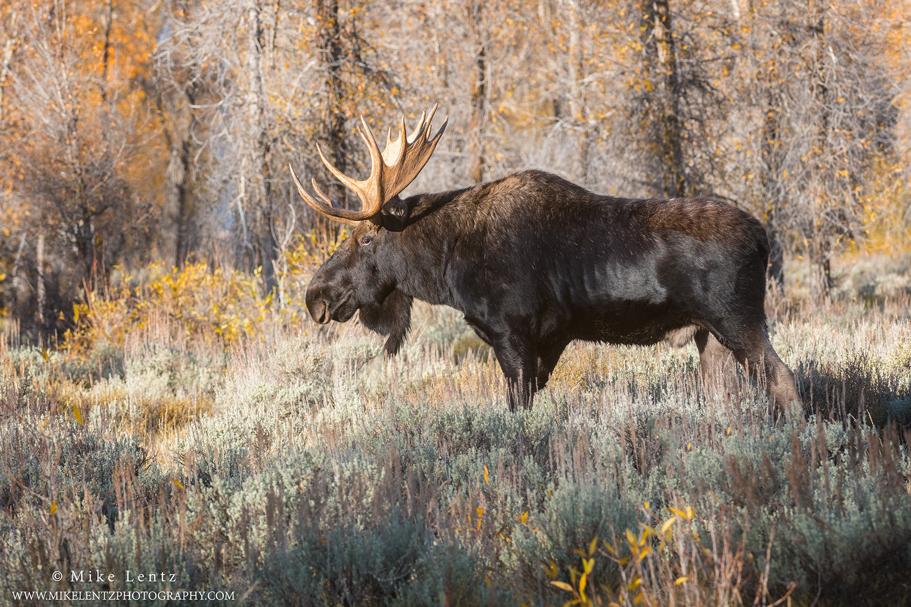 Moose Bull against fall foilage