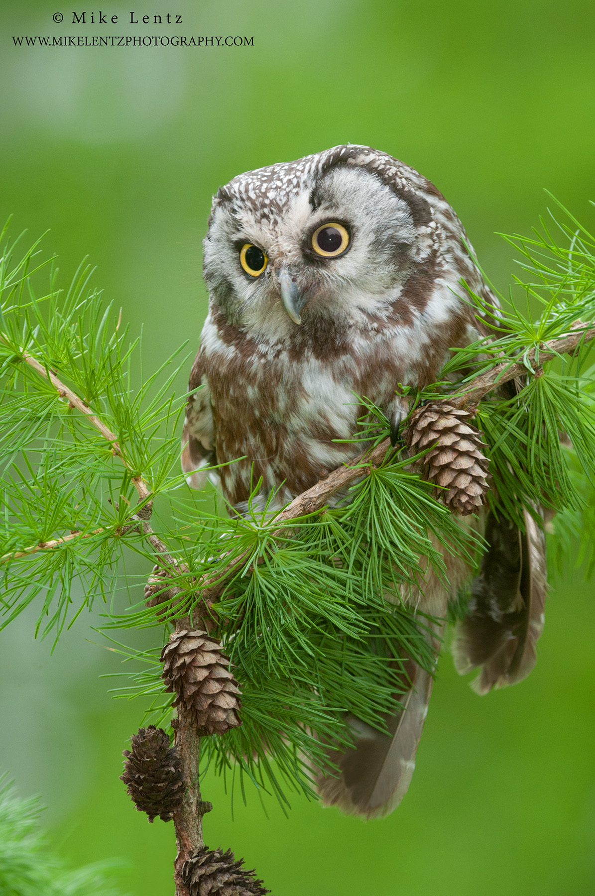 Boreal Owl verticle on pines