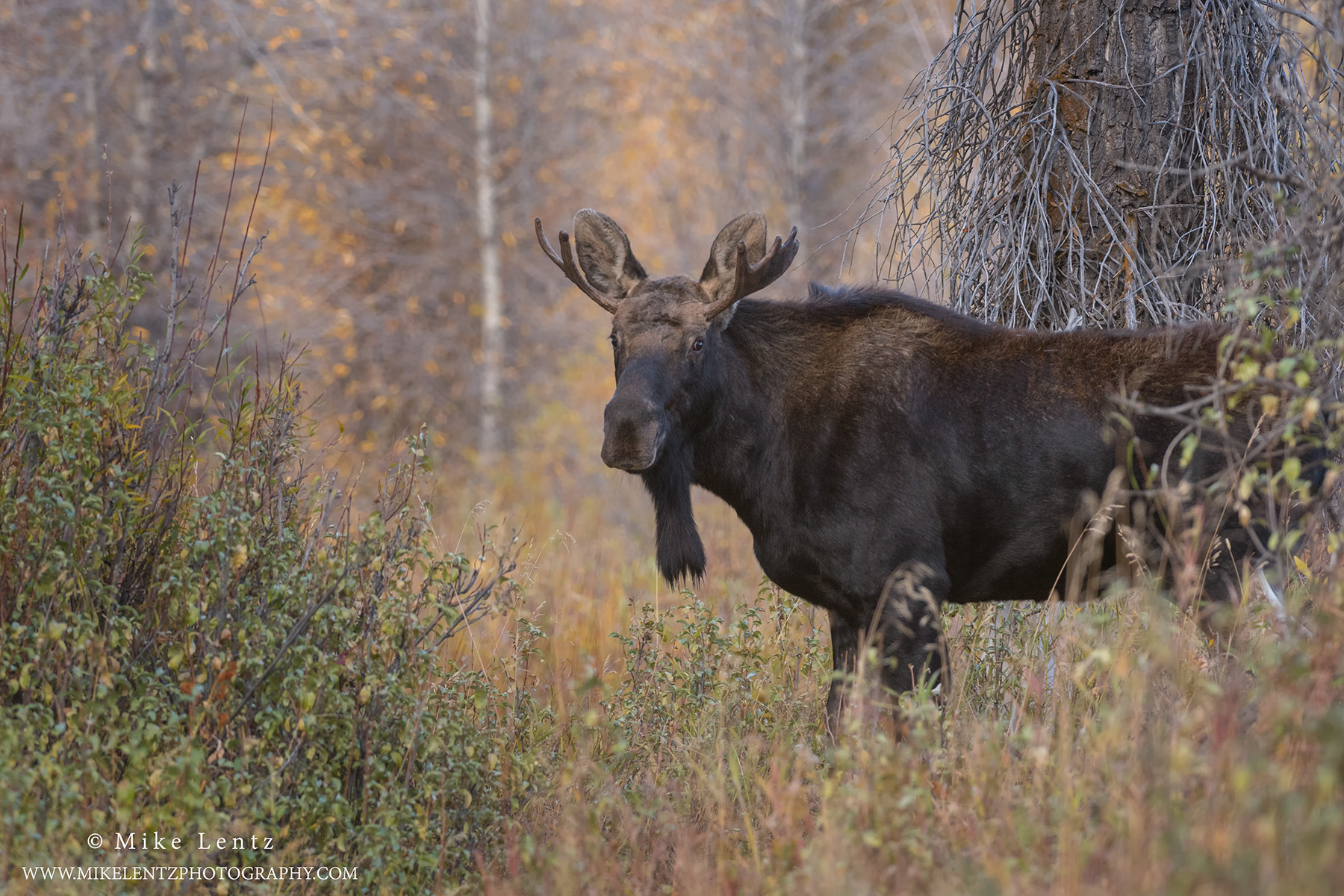 Young Moose in brush