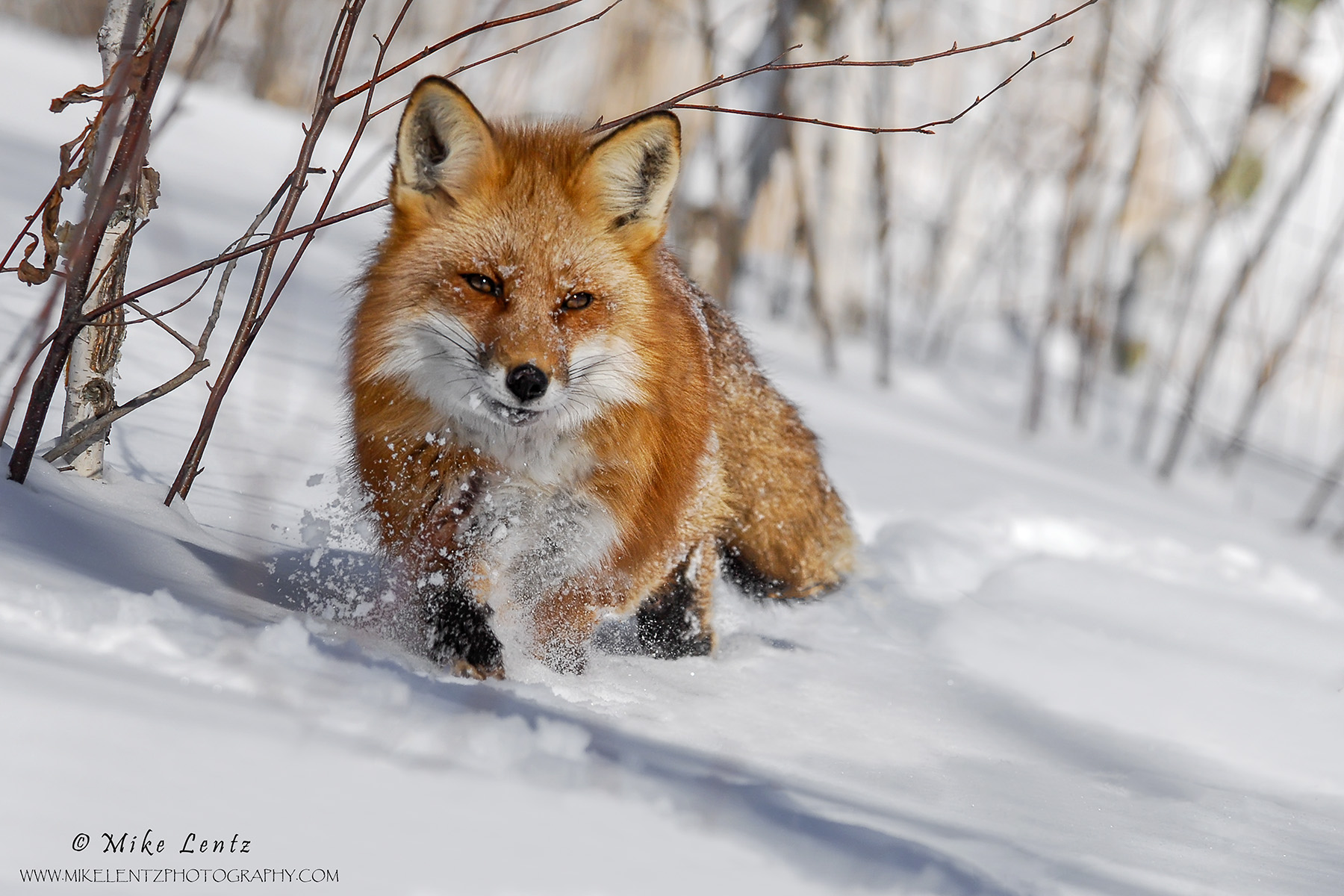 Fox on slope
