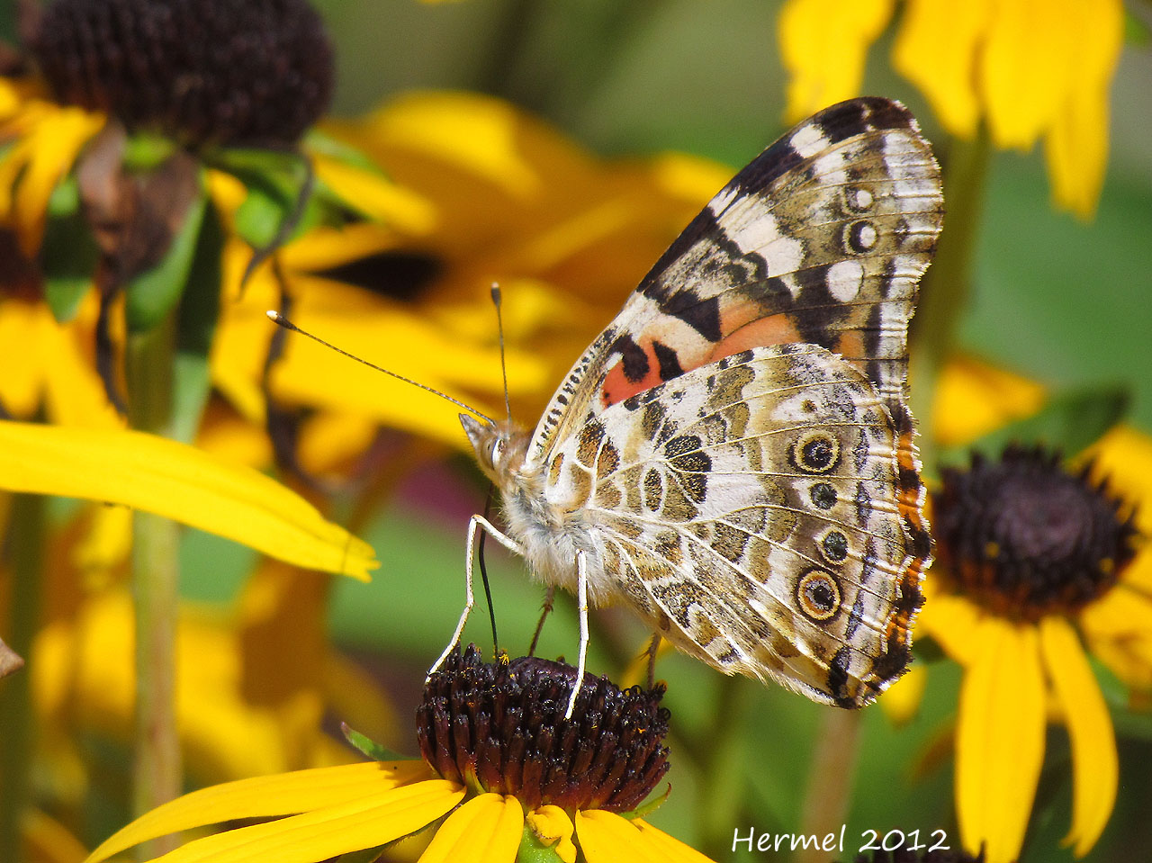 Belle Dame - Painted Lady