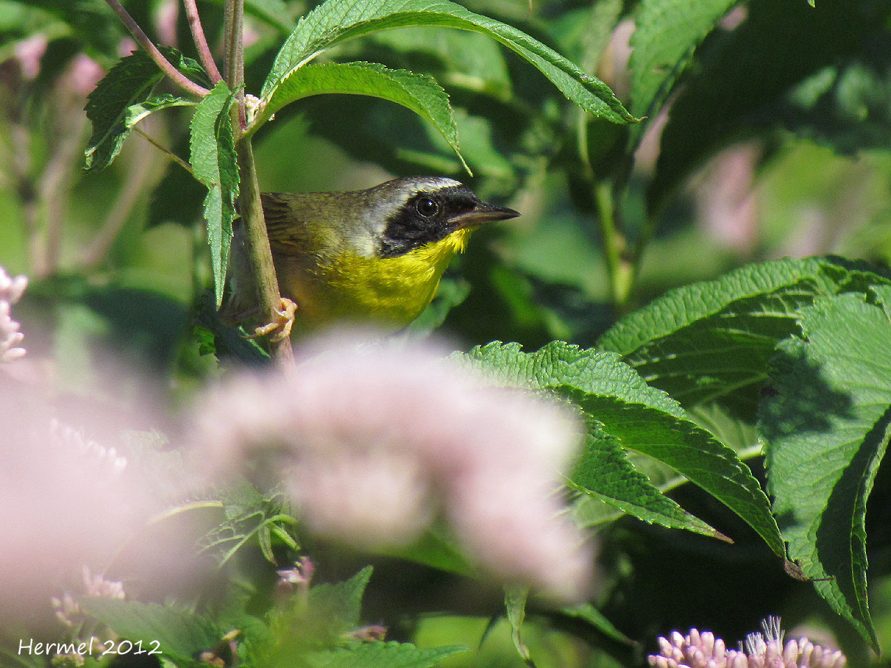 Paruline masque - Common Yellowthroat