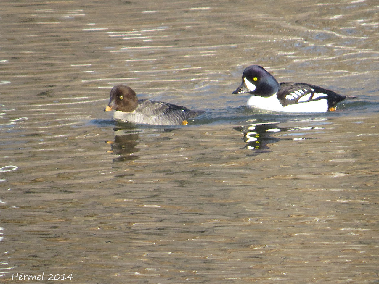 Garrot dIslande - Barrows Goldeneye