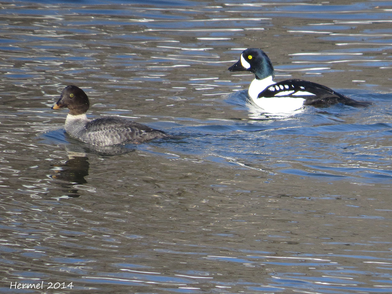 Garrot dIslande - Barrows Goldeneye