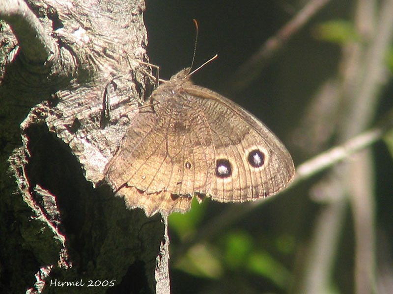 Satyre des prs - #4587 - Wood Nymph - Cercyonis pegala