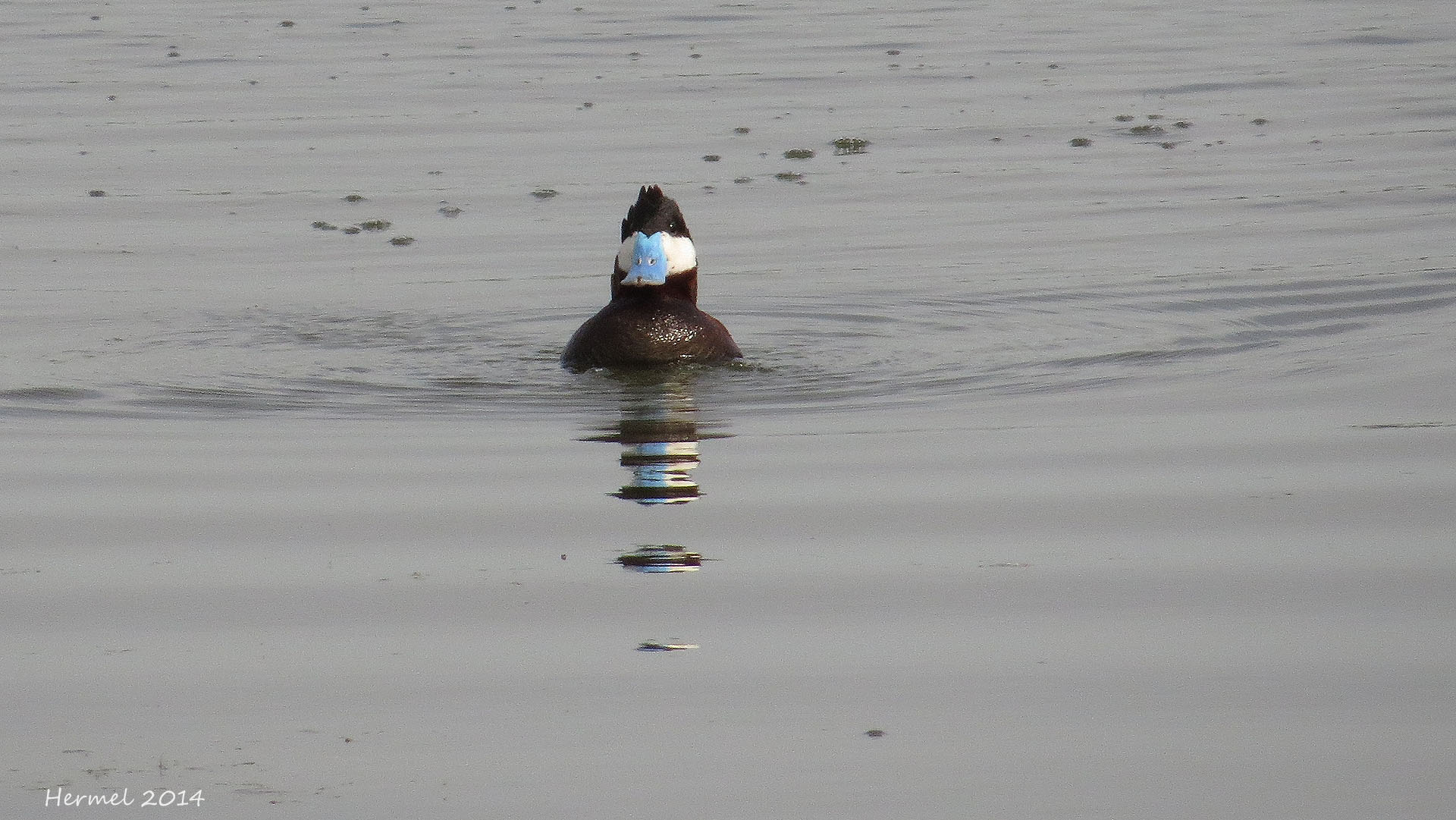 rismature rousse - Ruddy Duck