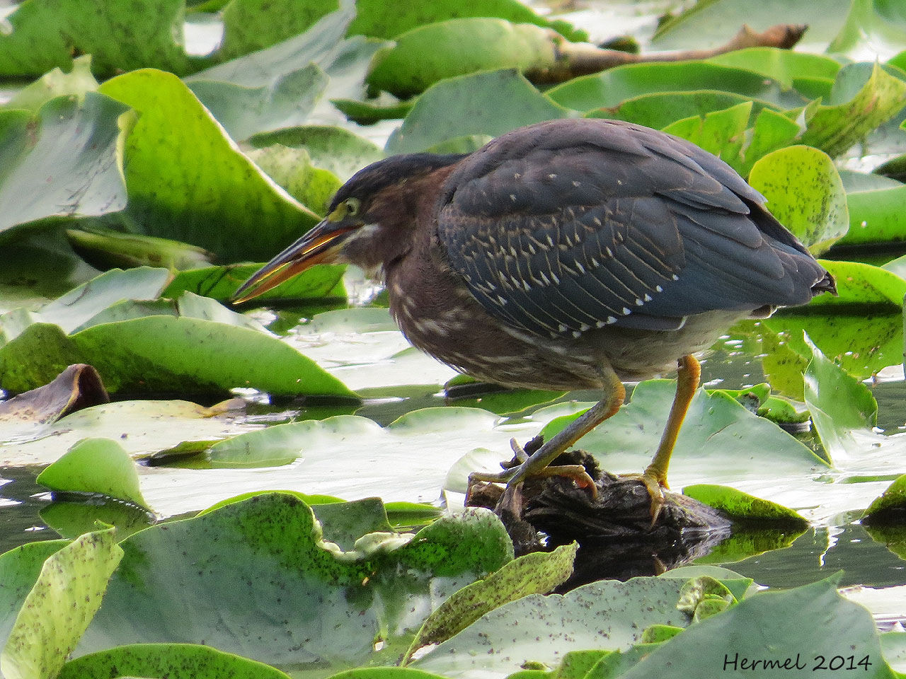 Hron vert - Green Heron