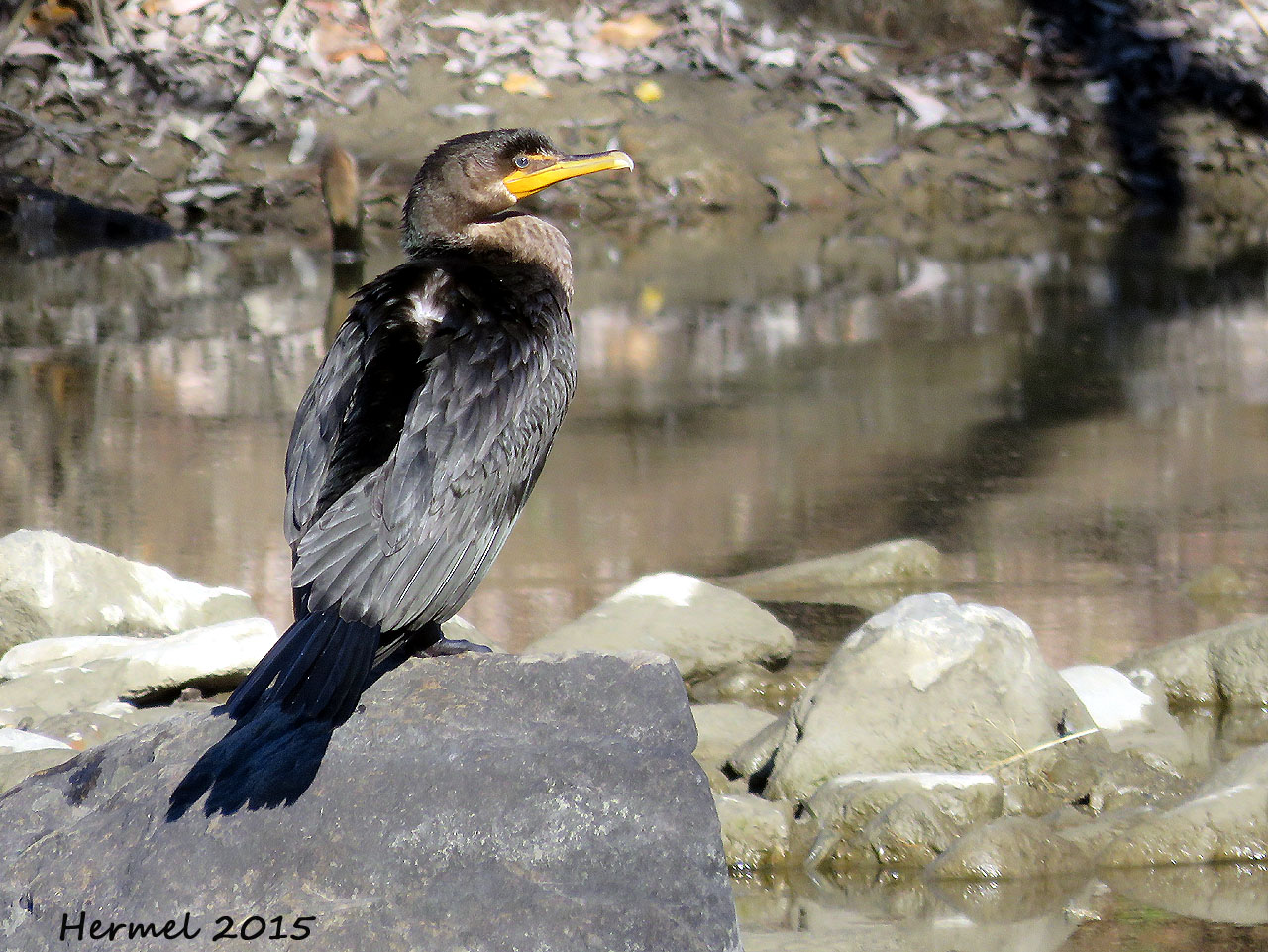Cormoran  aigrettes - Douible-crested Cormorant