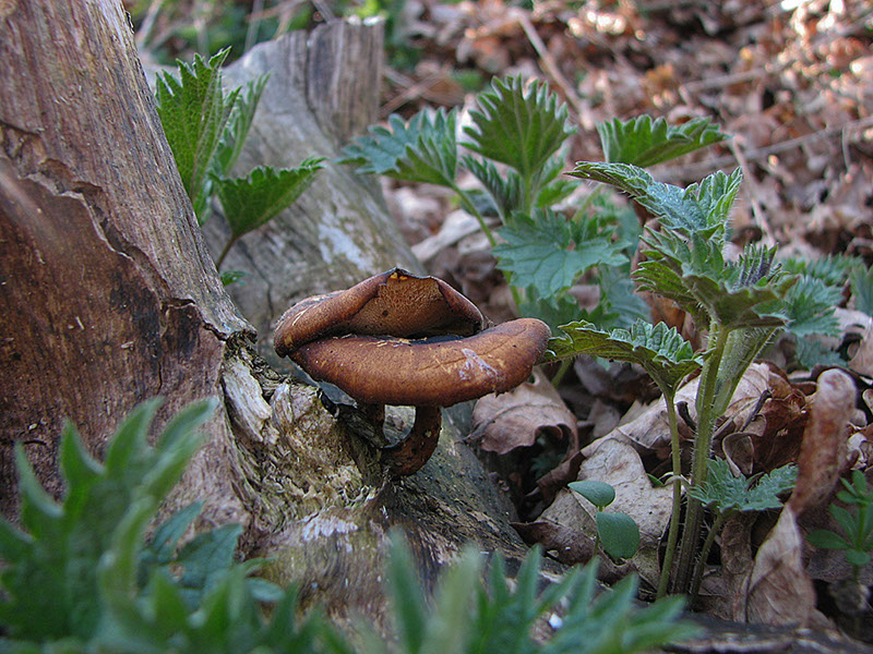 Common nettle, Brnnsla, Urtica dioica  & mushroom