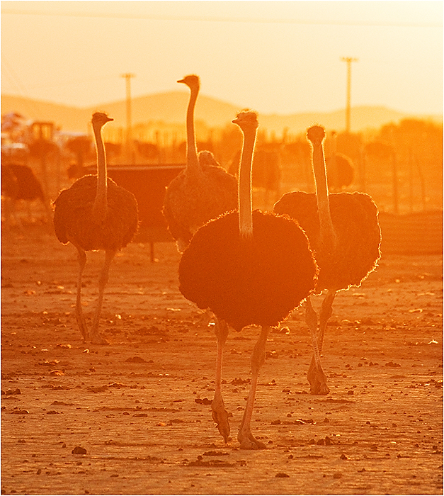 Ostrich Farm