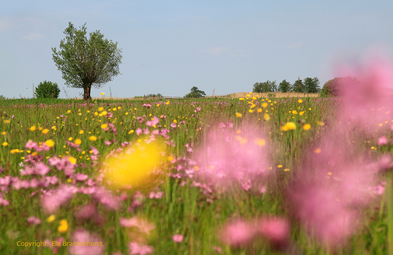 Zomers veld