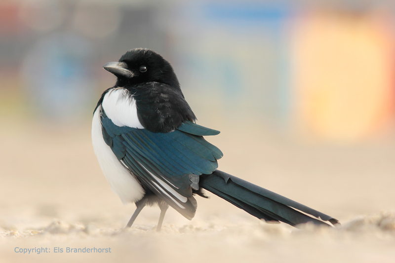 Ekster - Eurasian Magpie