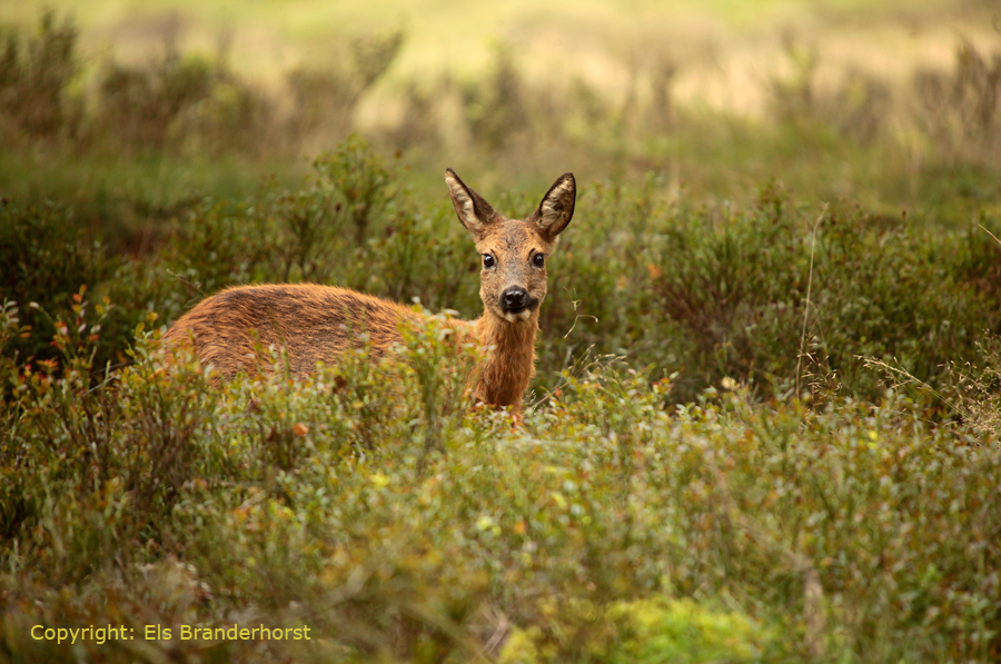 Ree - Roe Deer