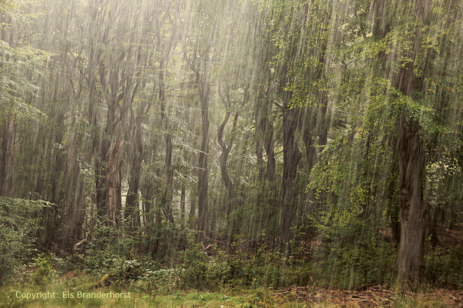 Rainfall in the forest - Regen in het bos