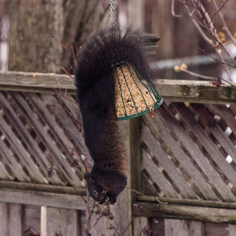 Where theres a will (or a squirrel) theres a way ;-)