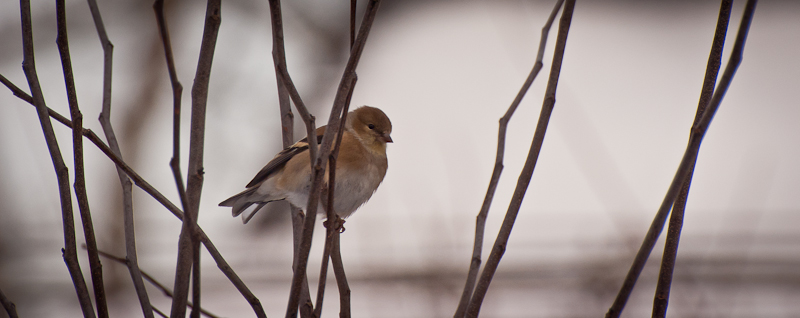 Goldfinch