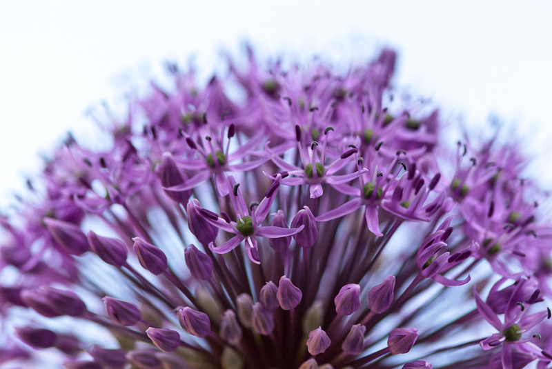 Alium