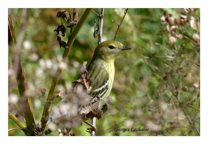 Paruline raye - Blackpoll Warbler - Dendroica striata (Laval Qubec)