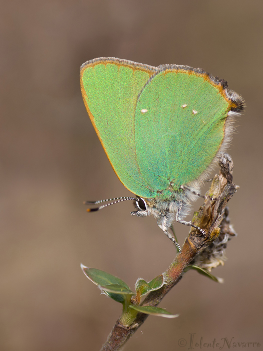 Groentje - Green Hairstreak - Callophrys rubi