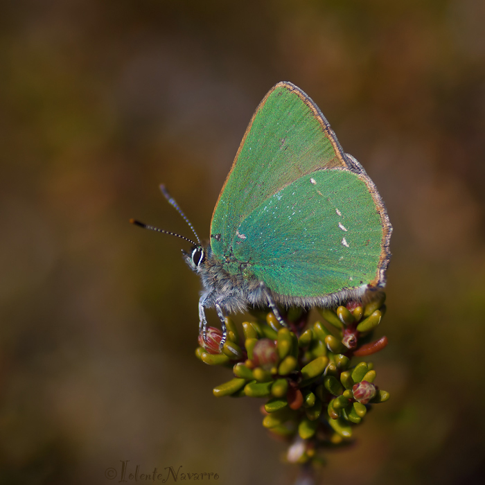 Groentje - Green Hairstreak - Callophrys rubi,