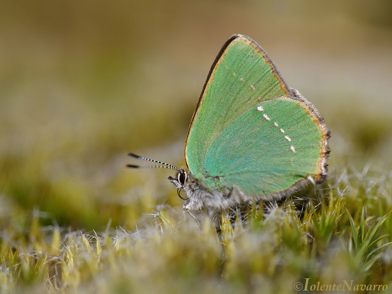 Groentje - Green hairstreak - Callophrys rubi