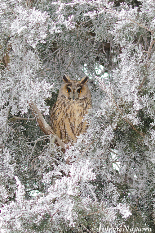 Ransuil - Long-eared Owl - Asio otus 