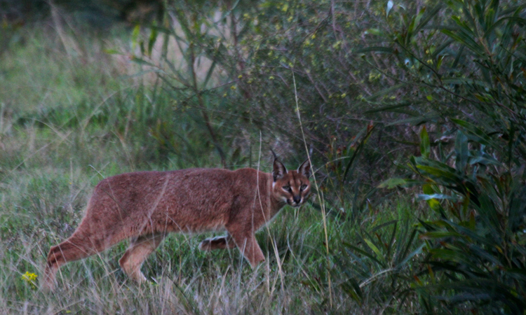 Caracal