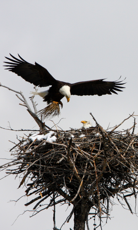 Bald Eagle