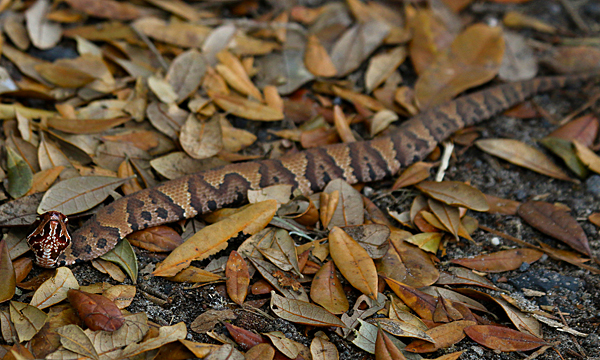 Cottonmouth