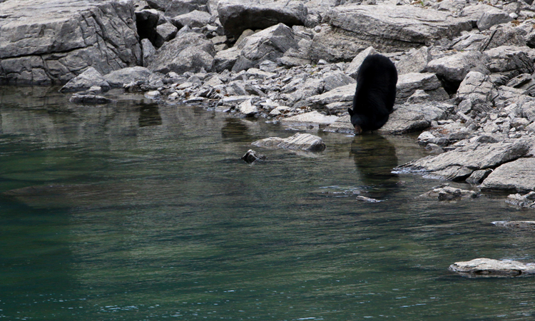 Black Bears