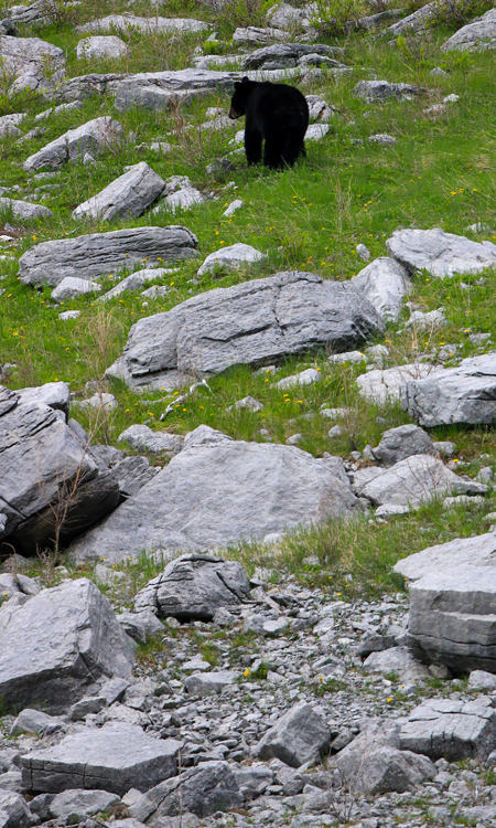Black Bears