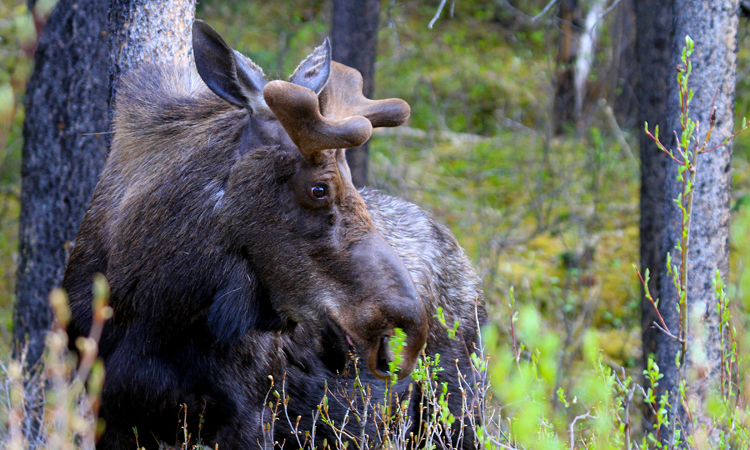 Moose