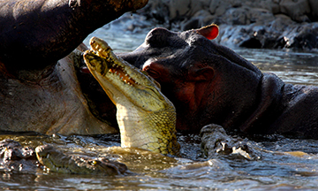 Nile crocodile