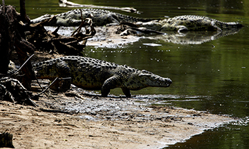 Nile crocodile
