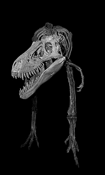 Tyrannosaurus rex 20 m