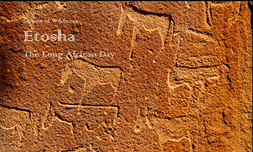 Etosha: The Long African Day