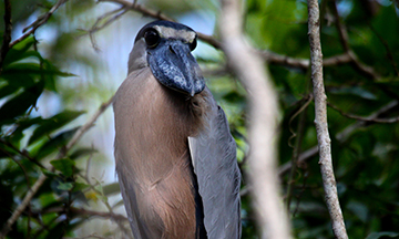 Boat-billed heron, Costa Rica